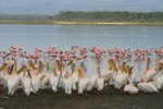 Nakuru_10