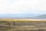 Nakuru_11