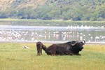 Nakuru_12