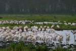 Nakuru_20