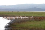 Nakuru_22
