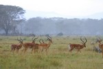 Nakuru_25