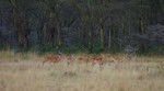 Nakuru_26