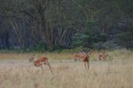 Nakuru_27