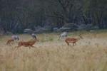 Nakuru_28
