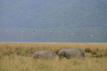Nakuru_29