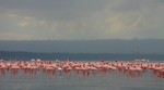 Nakuru_30