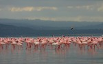 Nakuru_32