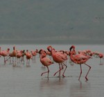 Nakuru_33