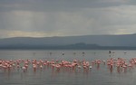 Nakuru_36