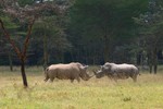 Nakuru_7