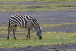 Nakuru_9
