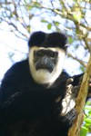 Treetop_16