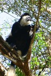 Treetop_17