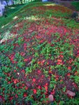 flame tree RIMG0164