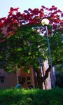 flame tree RIMG0202b
