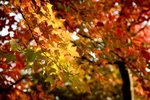 20111225-IMG_3695