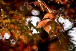 20111225-IMG_3771
