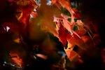 20111225-IMG_3776