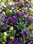 Colourful flowers