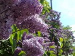 lovely flowers