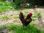 A living Ukraian chicken<BR>(PS. Kiev Chicken is a national dish)