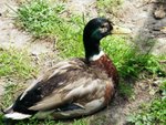 A living Lviv duck