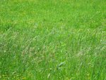 I love the green grass!