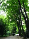 Tall tall trees