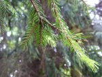Pine with new buds