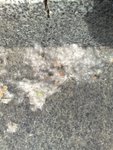 Dandelion seeds all over the sky as well as ground!