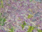 205 DSCF3349