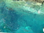 Clear water with fish and jellyfish<BR>�x���M�F��