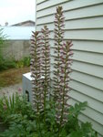 Flowers in backyard of hostel