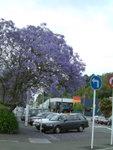 Blossoms