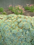 Funny flowers