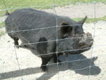 Pig@ Deer park