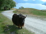 Buffolo@ Deer park