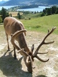 Deer park tour 55