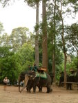 <BR>Elephant