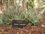 <font color="gold">#05 </font><BR>Adelaide Botanic Garden:<BR>Inside Palm House