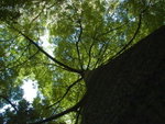 <font color="gold">#08 </font><BR>Adelaide Botanic Garden:<BR>Bottle tree