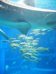 23/12 - Osaka: Kaiyukan, claimed world's largest aquarium tank