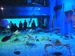 23/12 - Osaka: long-leg crab!
