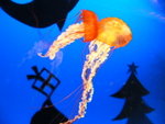 23/12 - Osaka: wonderful jelly fish