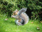 A squirrel