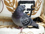 Pigeon in Temple