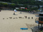 Sculpture by the sea@ Tamarama beach