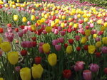 Keukenhof