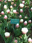 Keukenhof